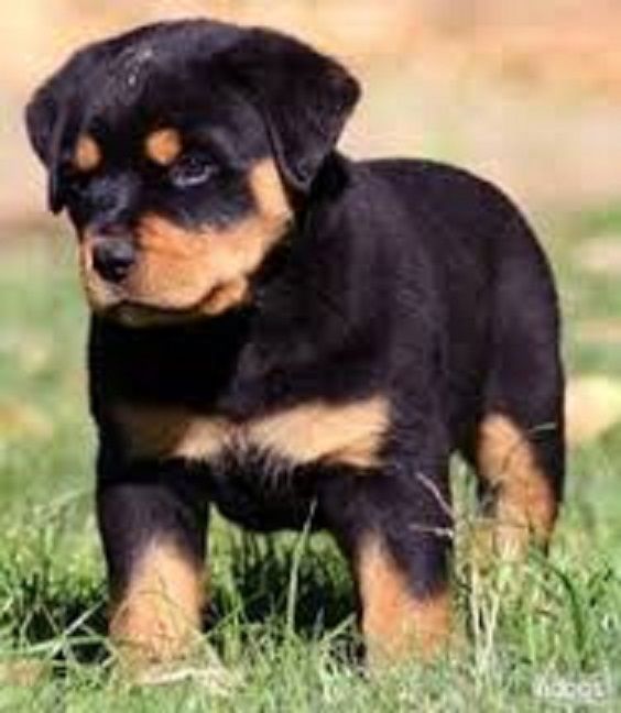 Pedigree Rottweiler Welpen Reine Rasse