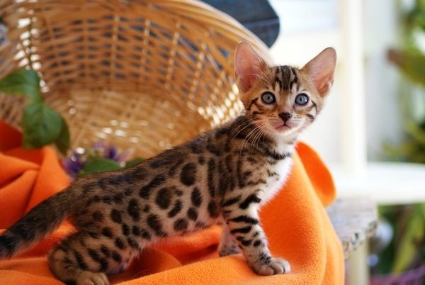 Gesunde Bengal katzen