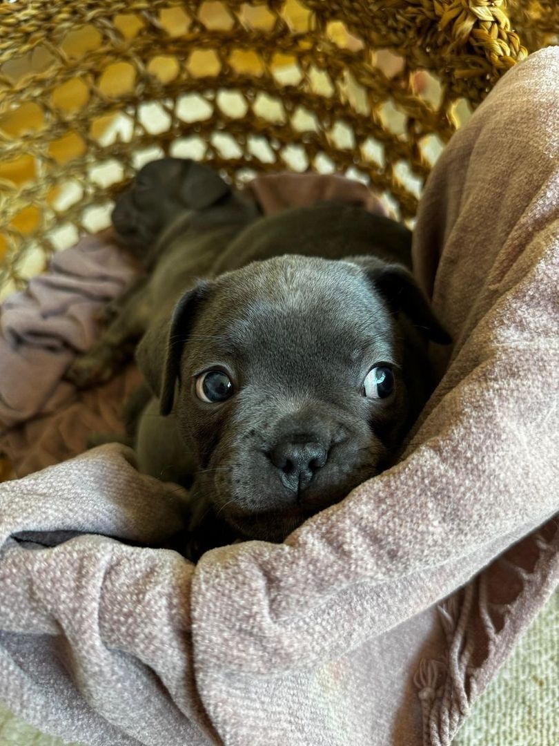 Französische Bulldoggenwelpen, bereit für ein liebevolles Zuhause.