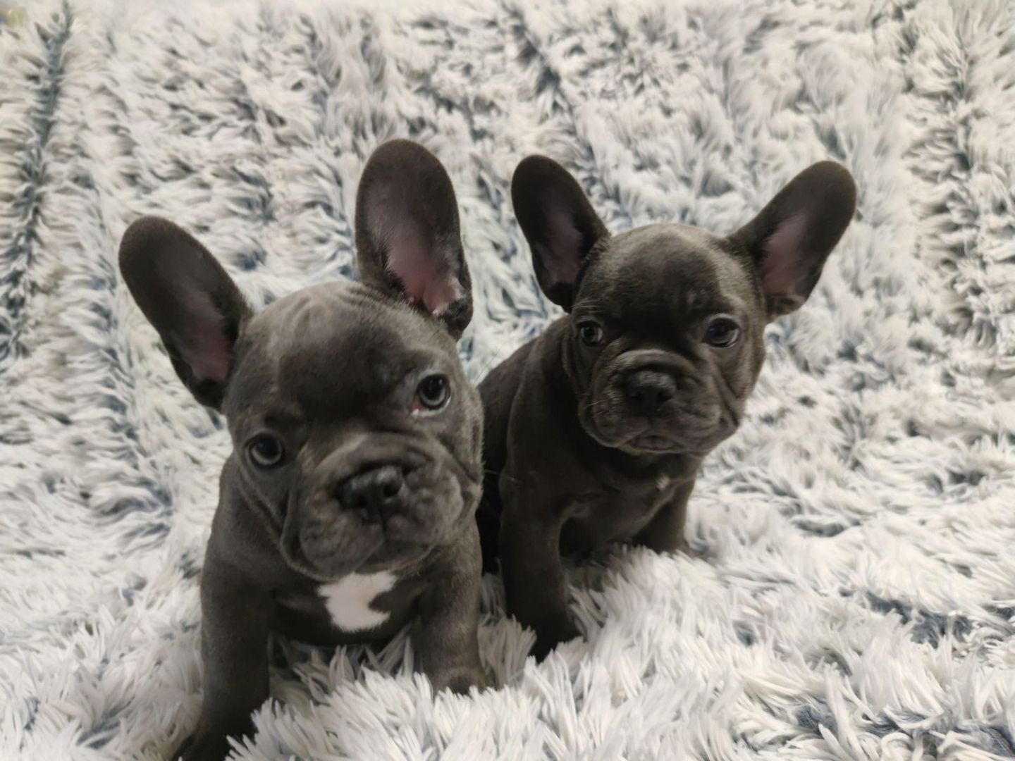 Französische Bulldoggenwelpen, bereit für ein liebevolles Zuhause.