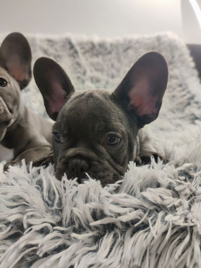 Französische Bulldoggenwelpen, bereit für ein liebevolles Zuhause.