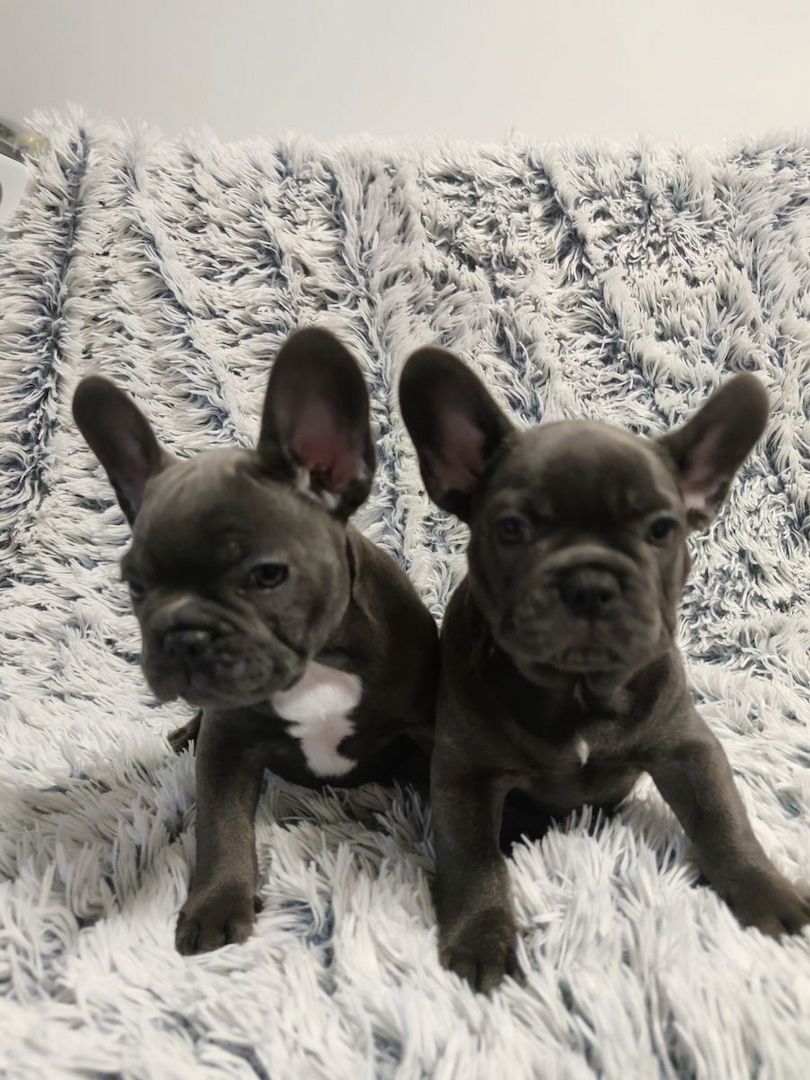 Französische Bulldoggenwelpen, bereit für ein liebevolles Zuhause.