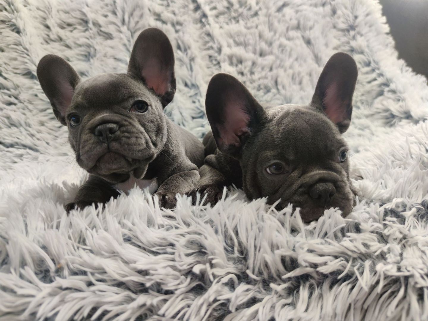 Französische Bulldoggenwelpen, bereit für ein liebevolles Zuhause.