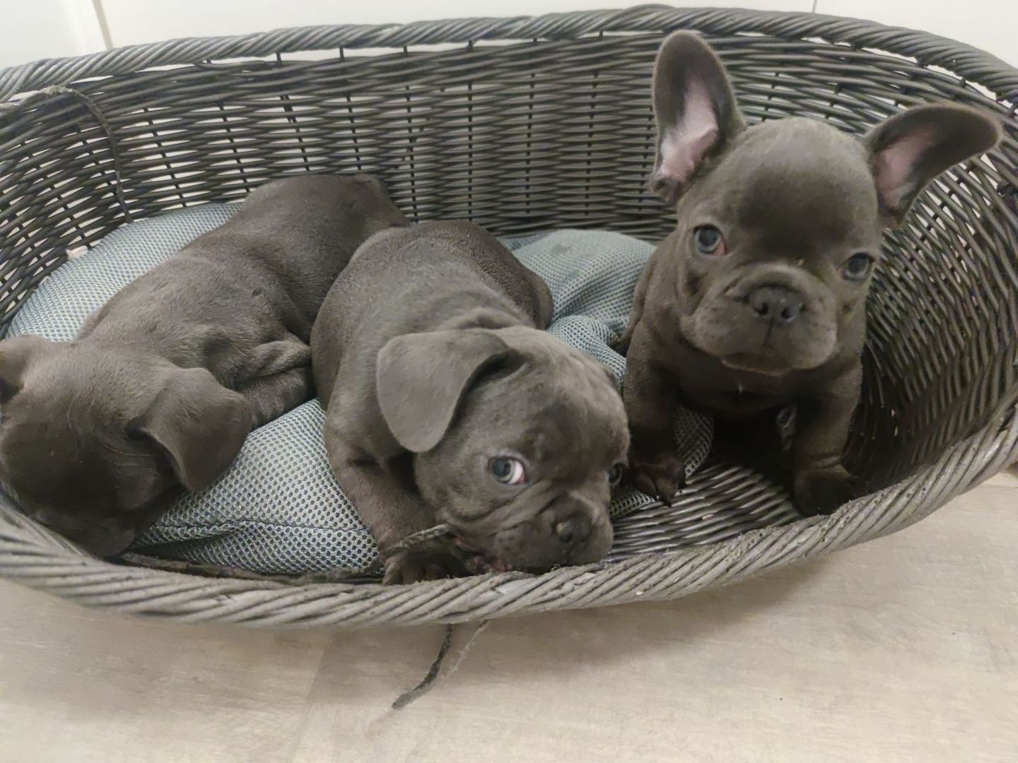 Französische Bulldoggenwelpen, bereit für ein liebevolles Zuhause.