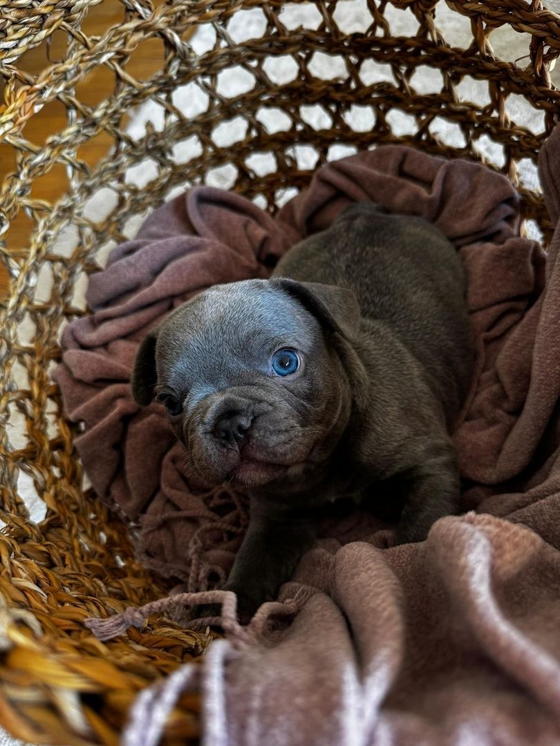 Französische Bulldoggenwelpen, bereit für ein liebevolles Zuhause.
