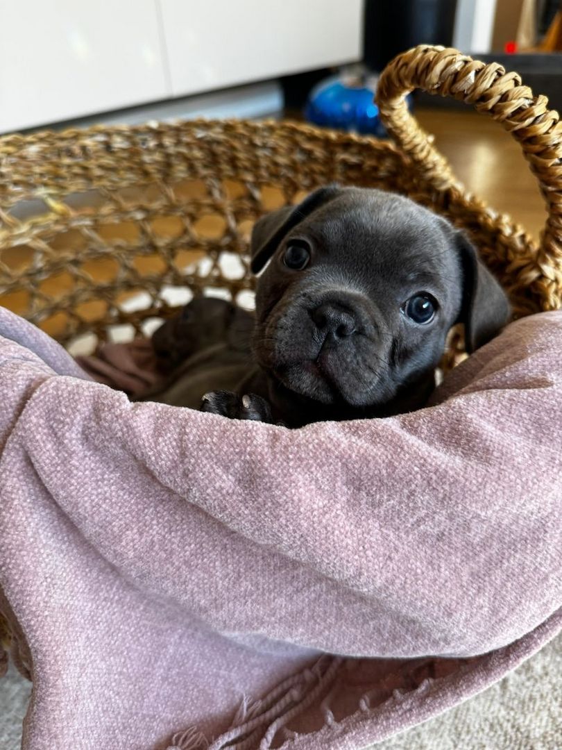 Französische Bulldoggenwelpen, bereit für ein liebevolles Zuhause.