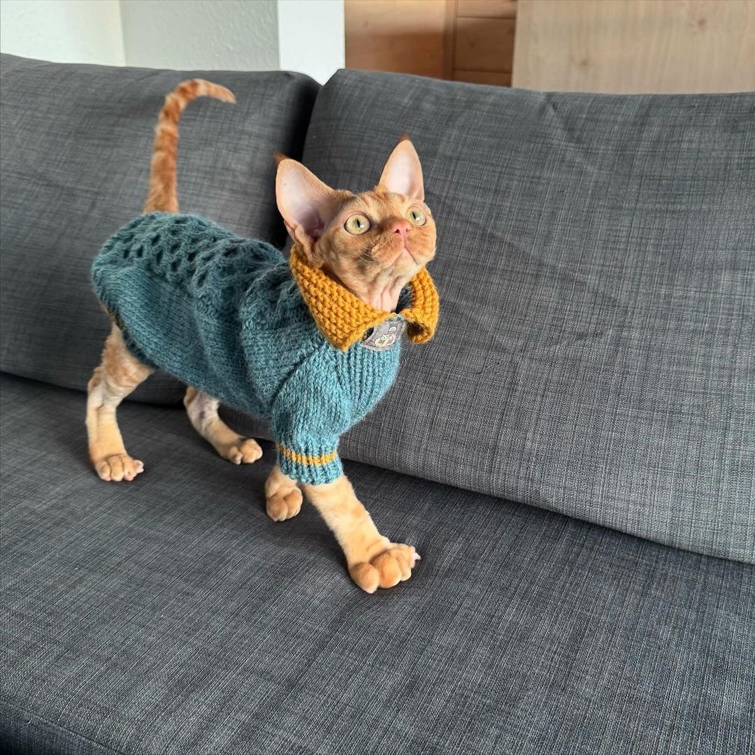 Devon Rex Kater 6 Monate alt