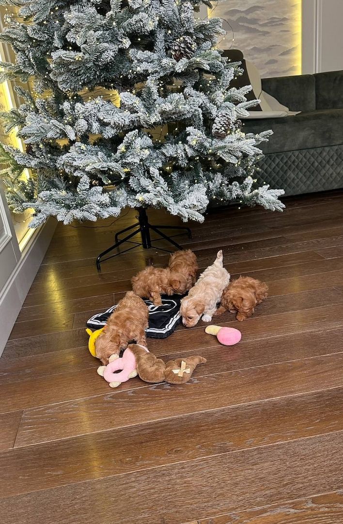 Maltipoo puppies for adoption for a little fee