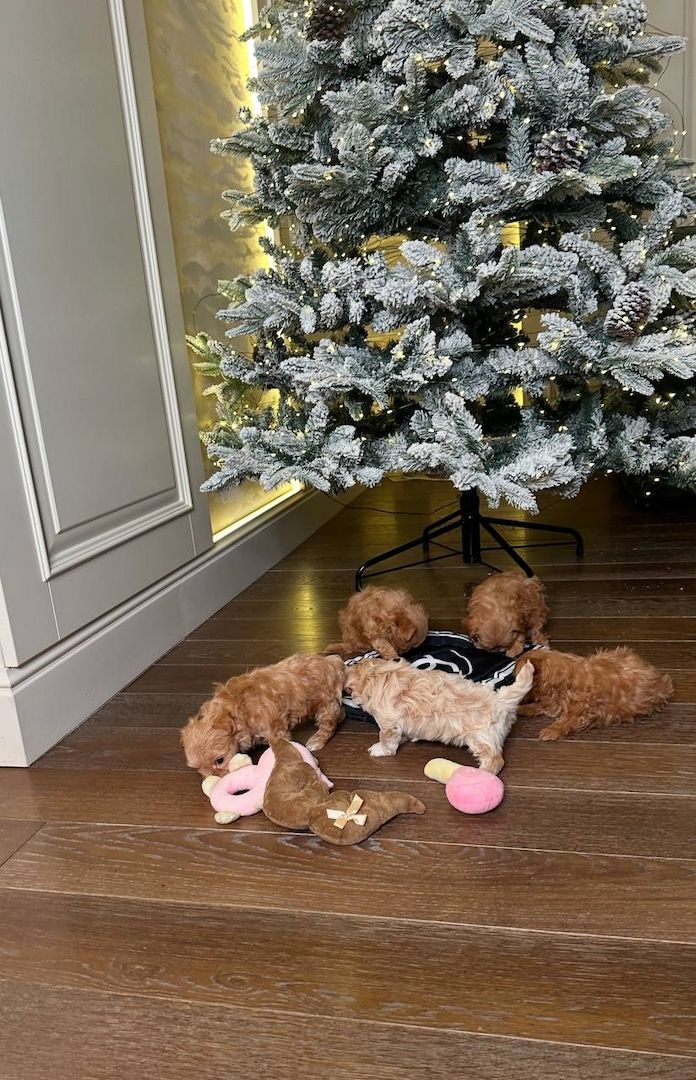 Maltipoo puppies for adoption for a little fee