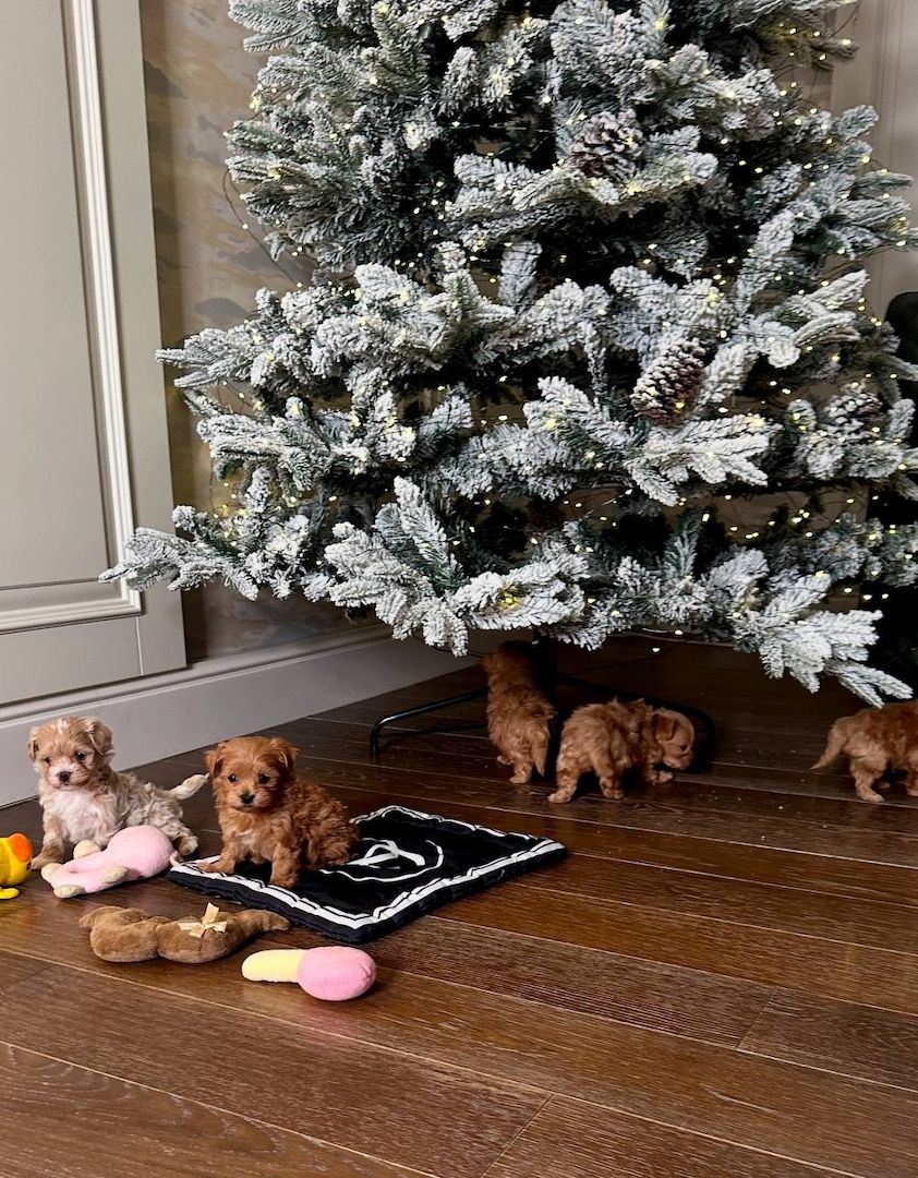 Maltipoo puppies for adoption for a little fee