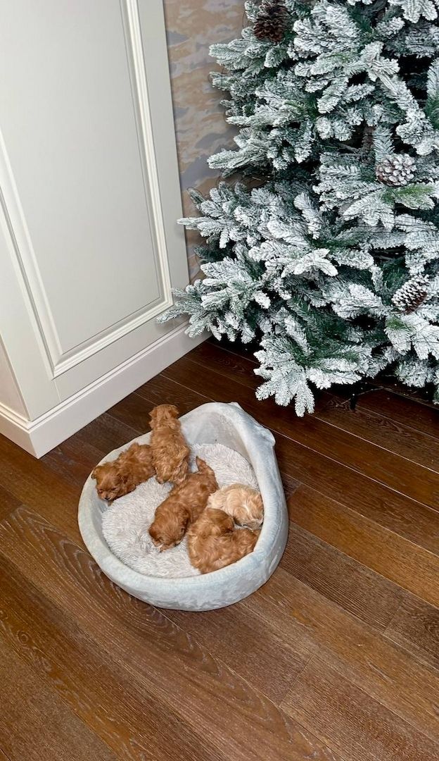 Maltipoo puppies for adoption for a little fee