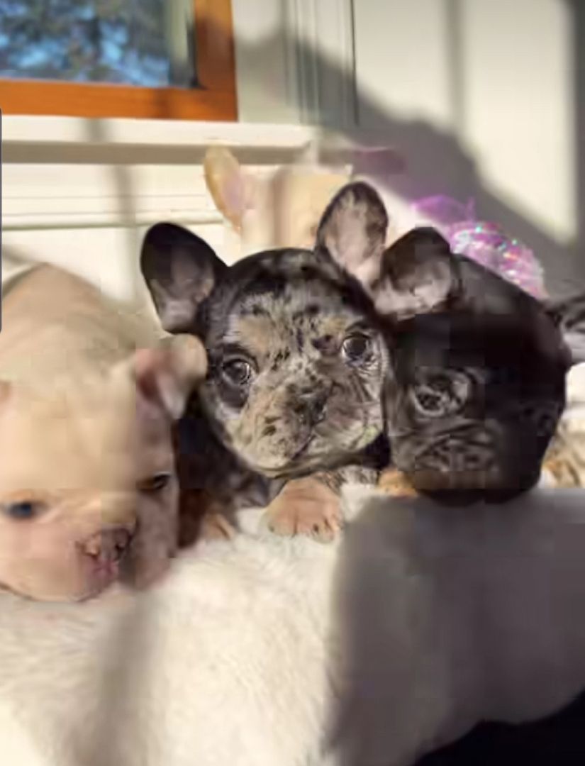 Reinrassige Französische Bulldogge Welpen