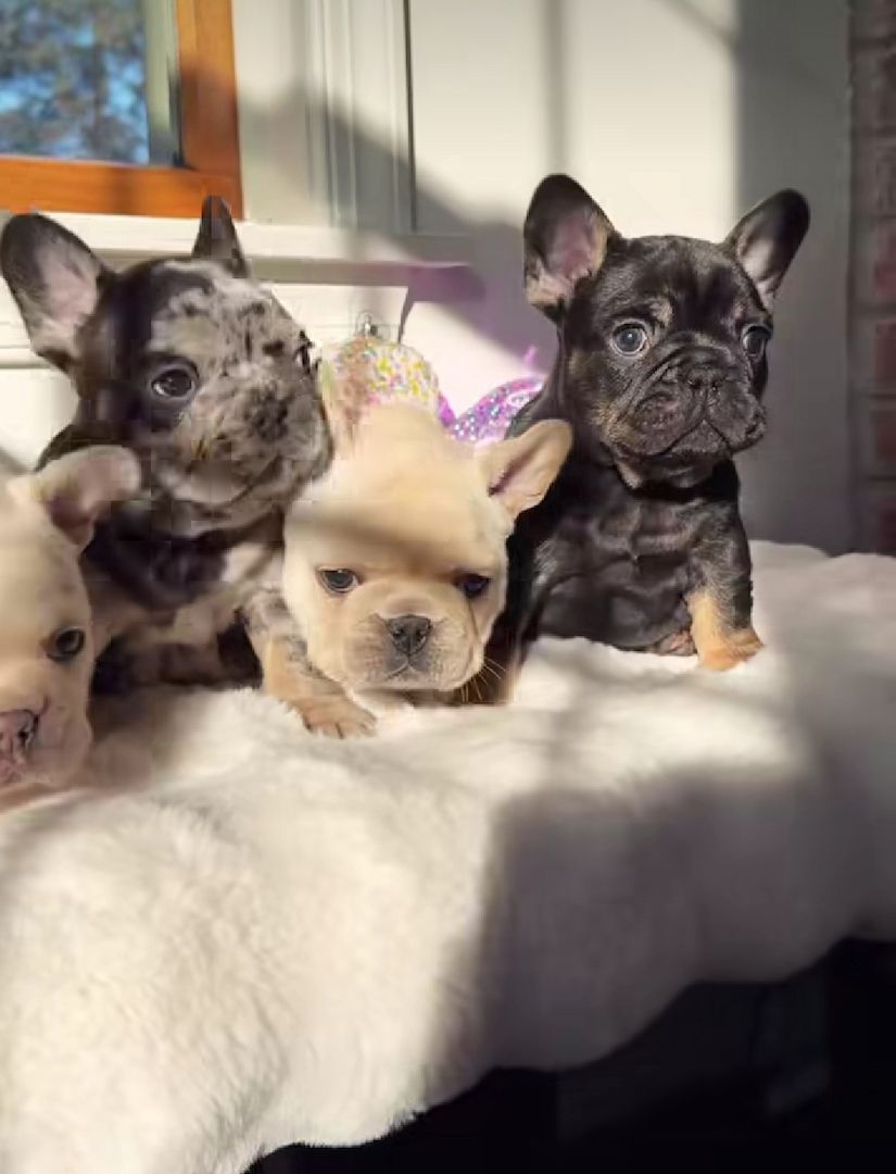 Reinrassige Französische Bulldogge Welpen