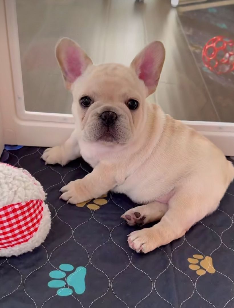 Reinrassige Französische Bulldogge Welpen