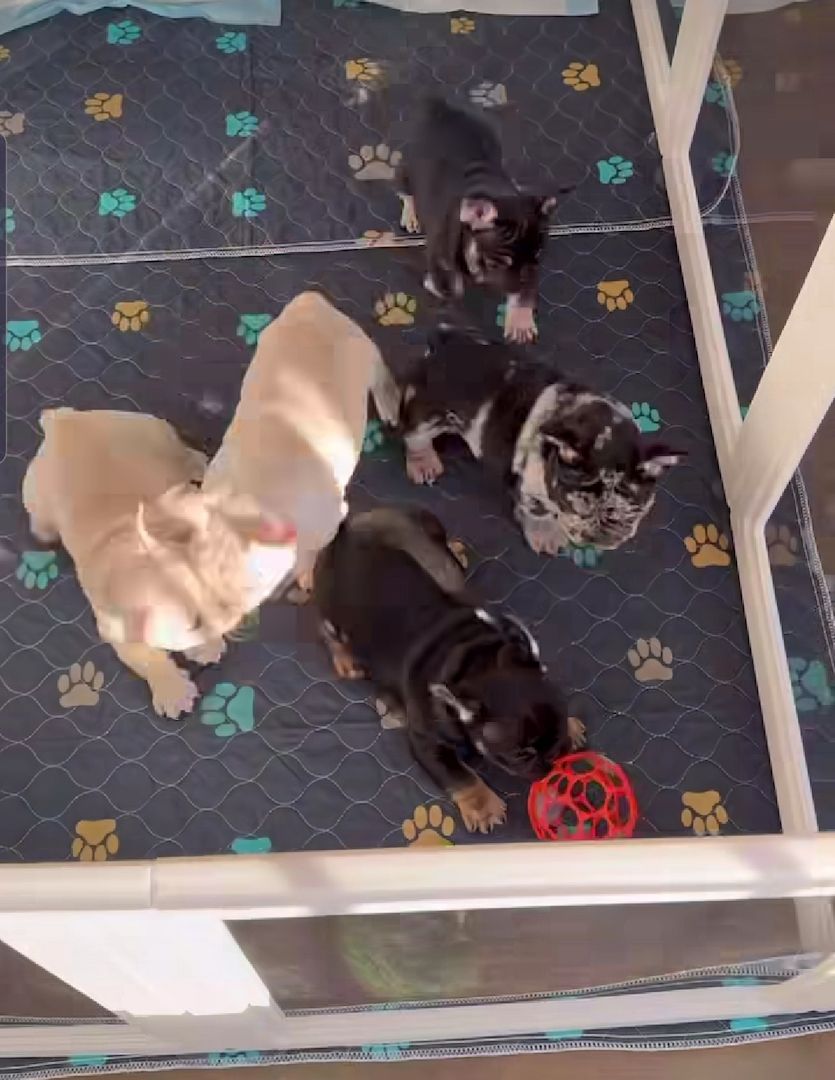 Reinrassige Französische Bulldogge Welpen