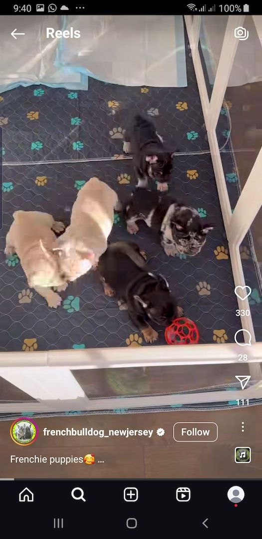 Reinrassige Französische Bulldogge Welpen