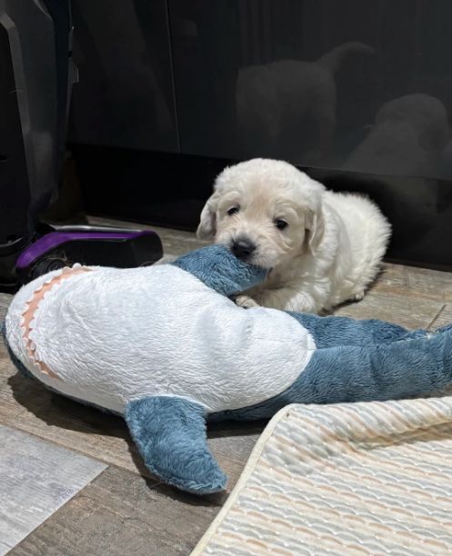 Wunderschöne, reinrassige Golden-Retriever-Welpen (AKC-registriert)