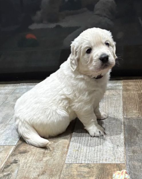 Wunderschöne, reinrassige Golden-Retriever-Welpen (AKC-registriert)