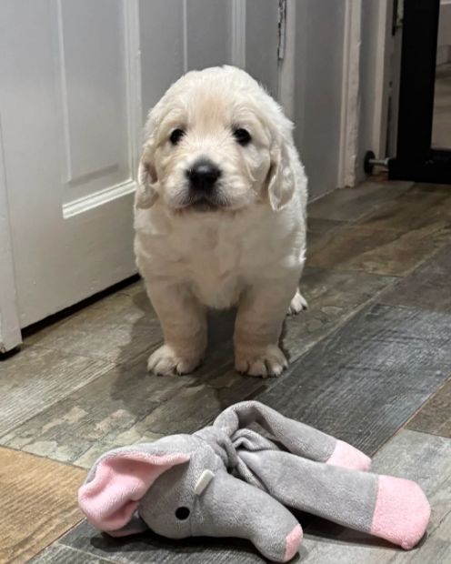 Wunderschöne, reinrassige Golden-Retriever-Welpen (AKC-registriert)