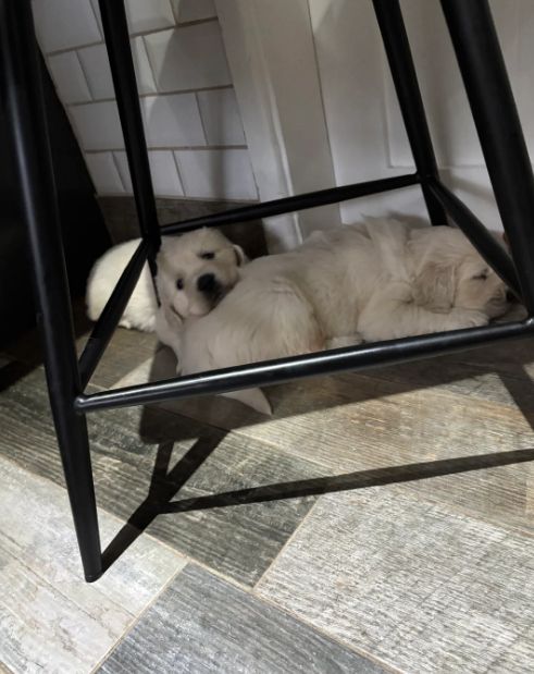 Wunderschöne, reinrassige Golden-Retriever-Welpen (AKC-registriert)