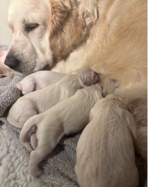 Wunderschöne, reinrassige Golden-Retriever-Welpen (AKC-registriert)