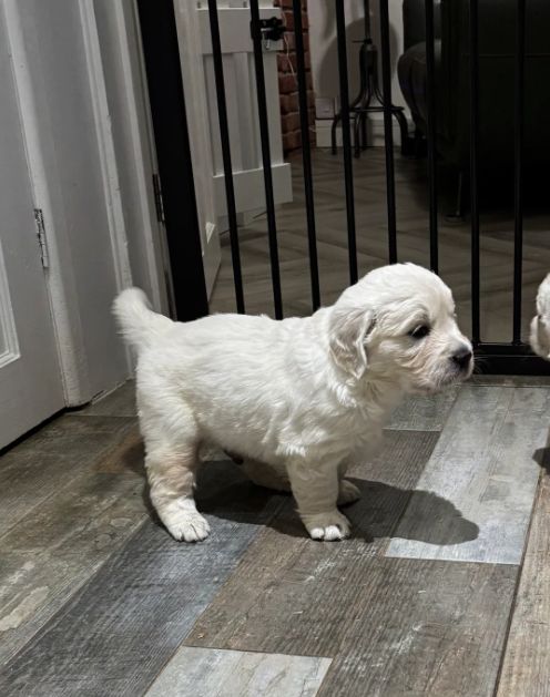 Wunderschöne, reinrassige Golden-Retriever-Welpen (AKC-registriert)