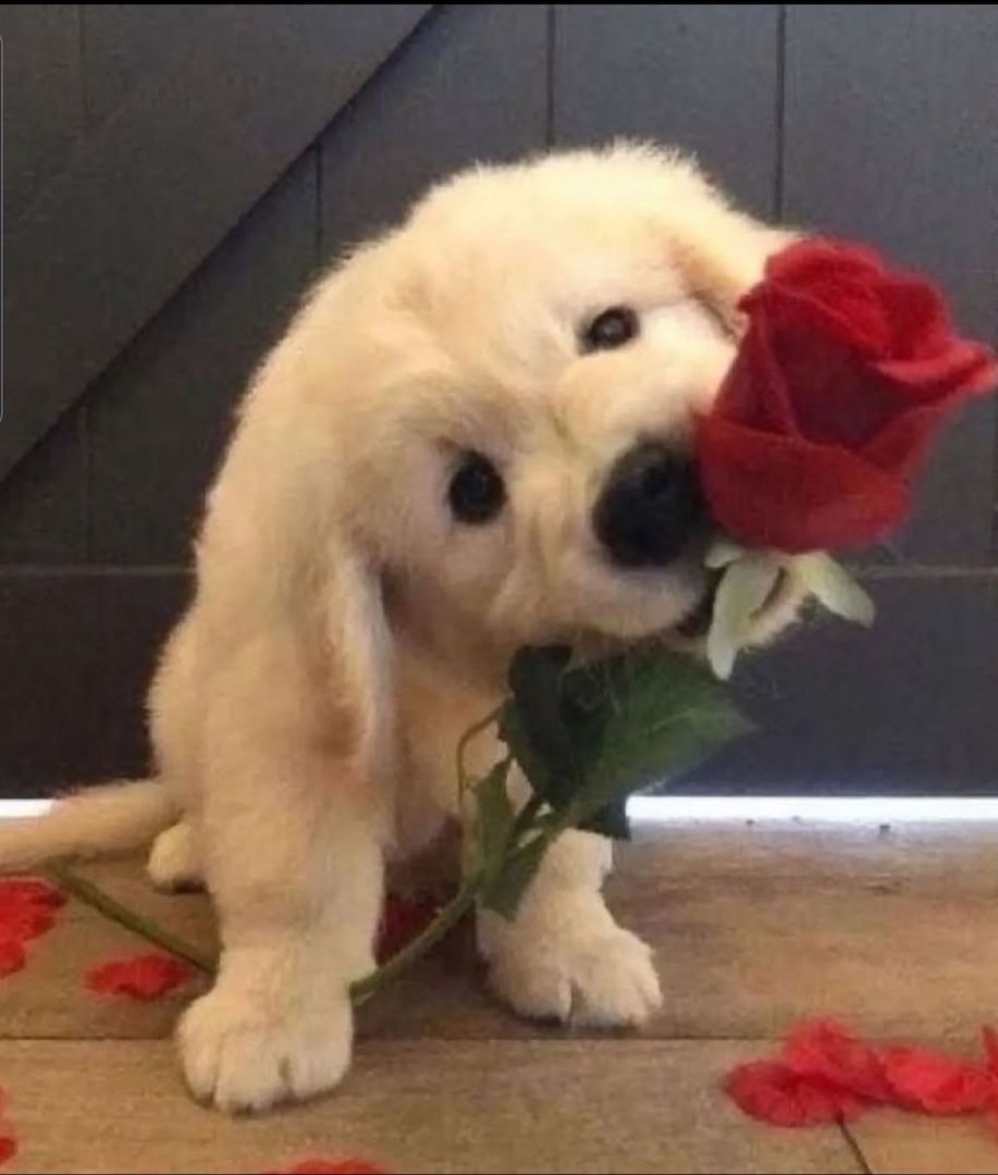 Familienfreundliche Golden Retriever Welpen