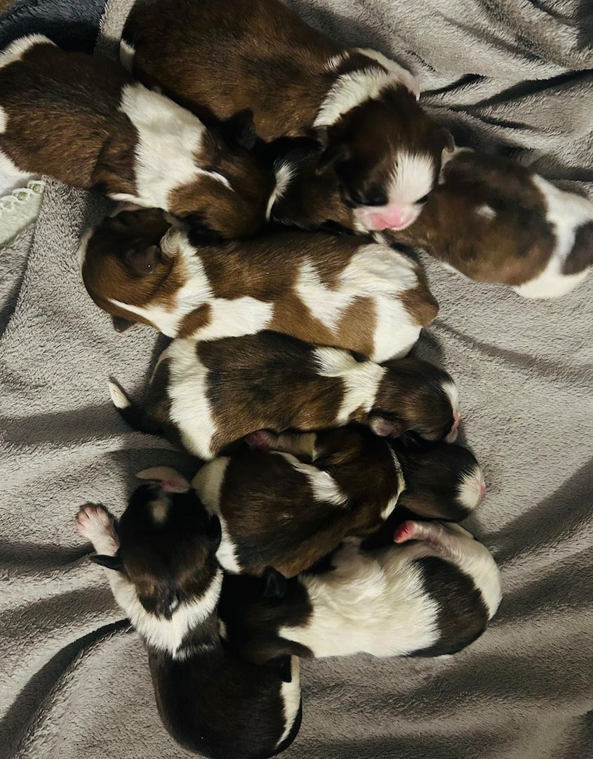 Shih Tzu Welpen