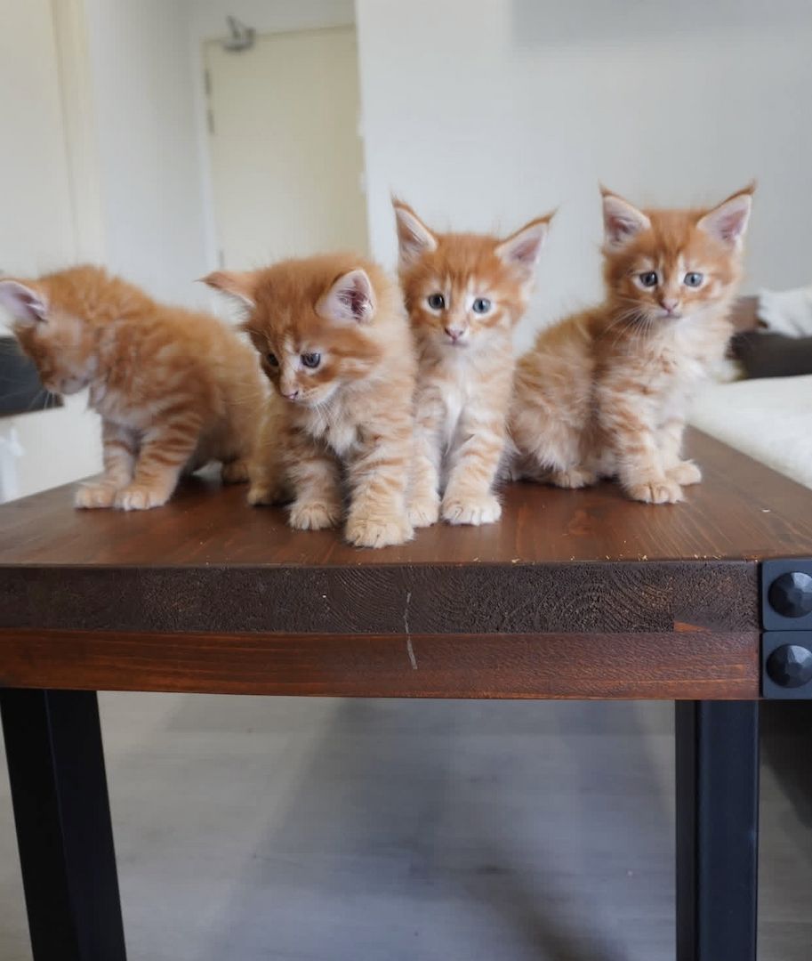 *AKTIV* Riverbrue Maine Coon Katze