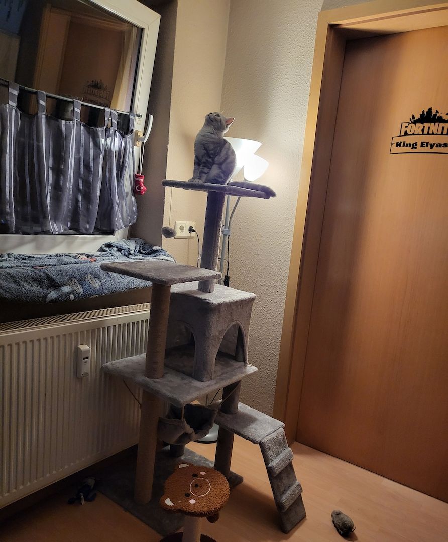 Britisch Kurzhaar Kater (Silver Tabby) – 5 Monate jung + Zubehör