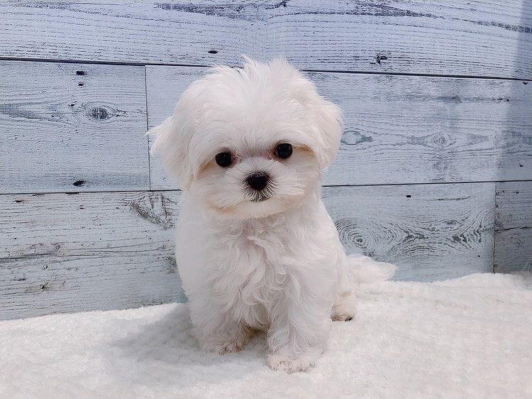 Malteserwelpe zur Adoption