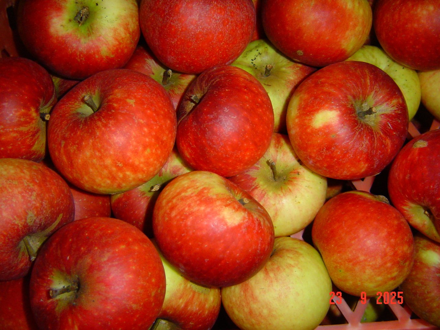 Natur Äpfel vom Natur-Privatbaum