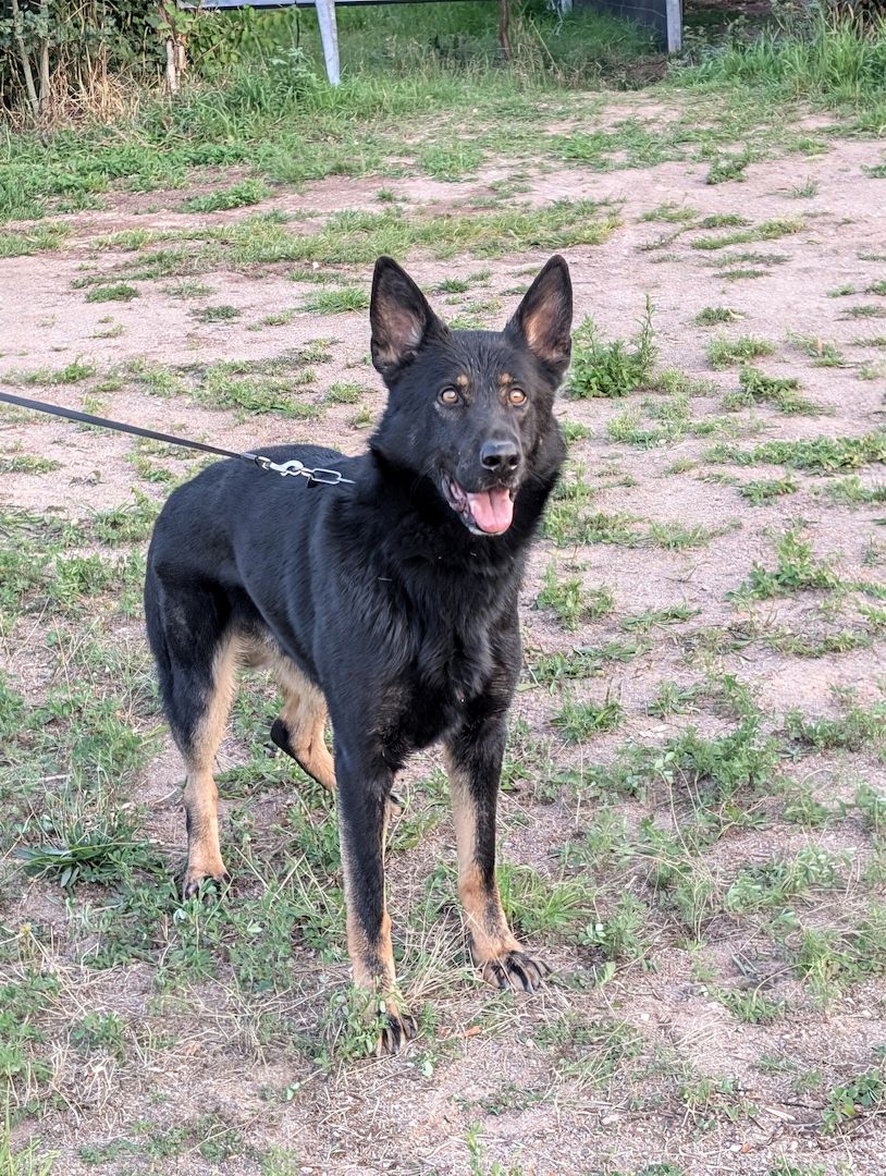 Schäferhund Rüde 3,5 Jahre