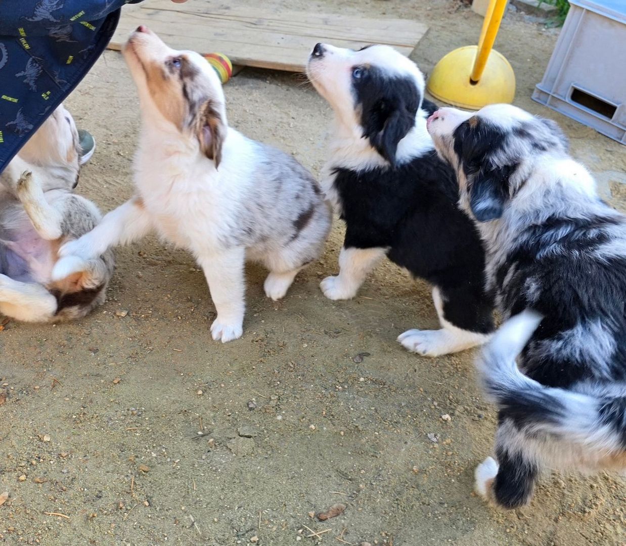 Niedliche Australian Shepherd Welpen suchen ein neues Zuhause.