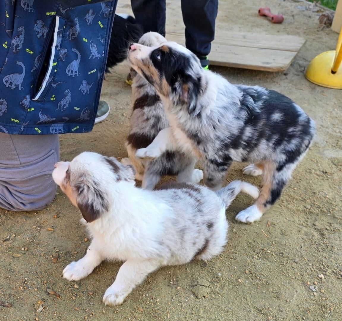 Niedliche Australian Shepherd Welpen suchen ein neues Zuhause.