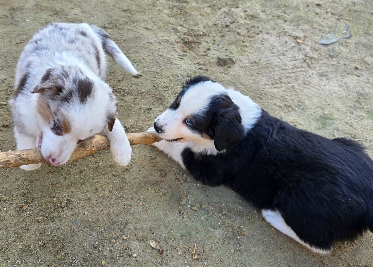 Niedliche Australian Shepherd Welpen suchen ein neues Zuhause.