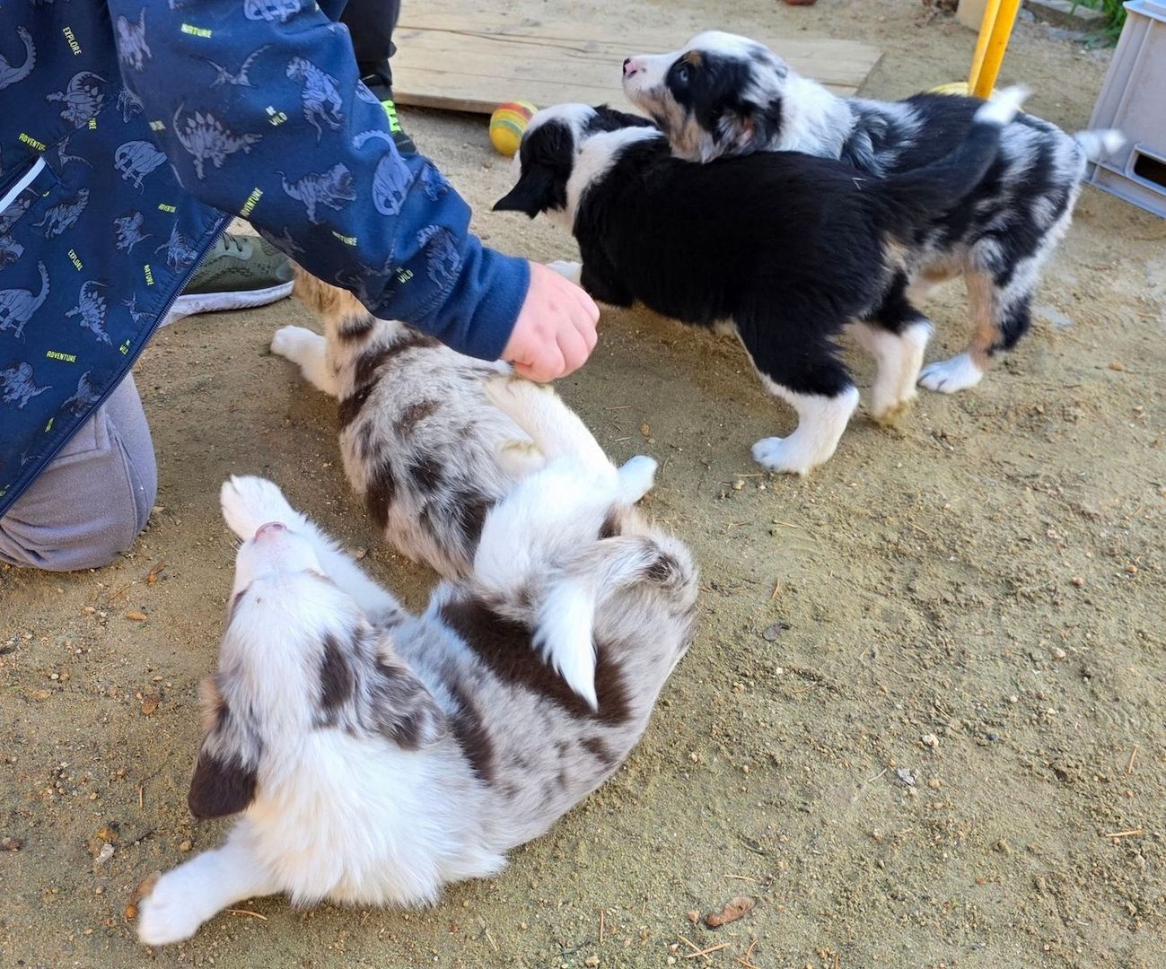 Niedliche Australian Shepherd Welpen suchen ein neues Zuhause.