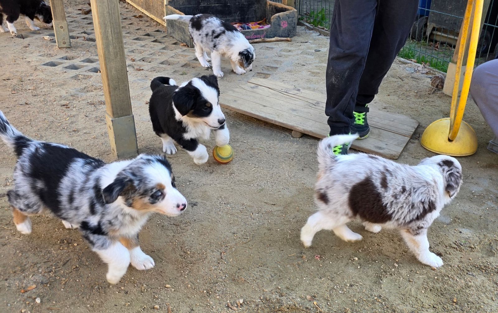 Niedliche Australian Shepherd Welpen suchen ein neues Zuhause.