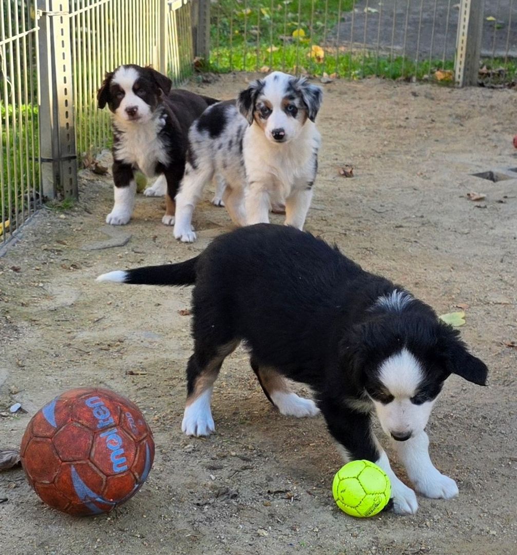 Niedliche Australian Shepherd Welpen suchen ein neues Zuhause.