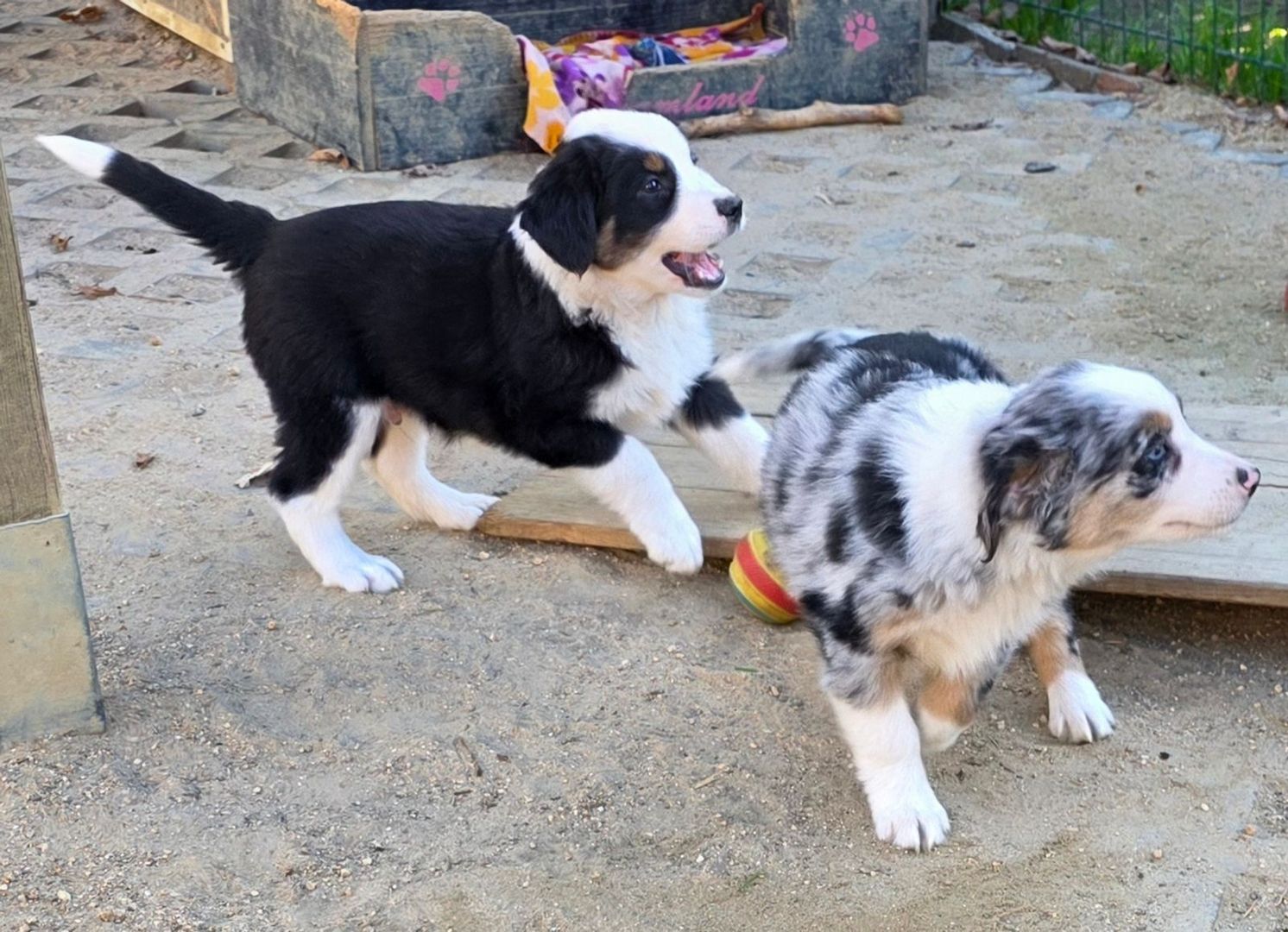 Niedliche Australian Shepherd Welpen suchen ein neues Zuhause.