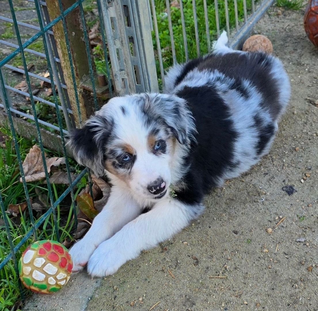 Niedliche Australian Shepherd Welpen suchen ein neues Zuhause.