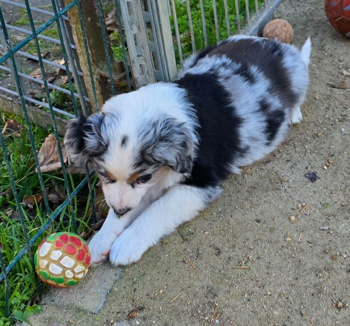 Niedliche Australian Shepherd Welpen suchen ein neues Zuhause.