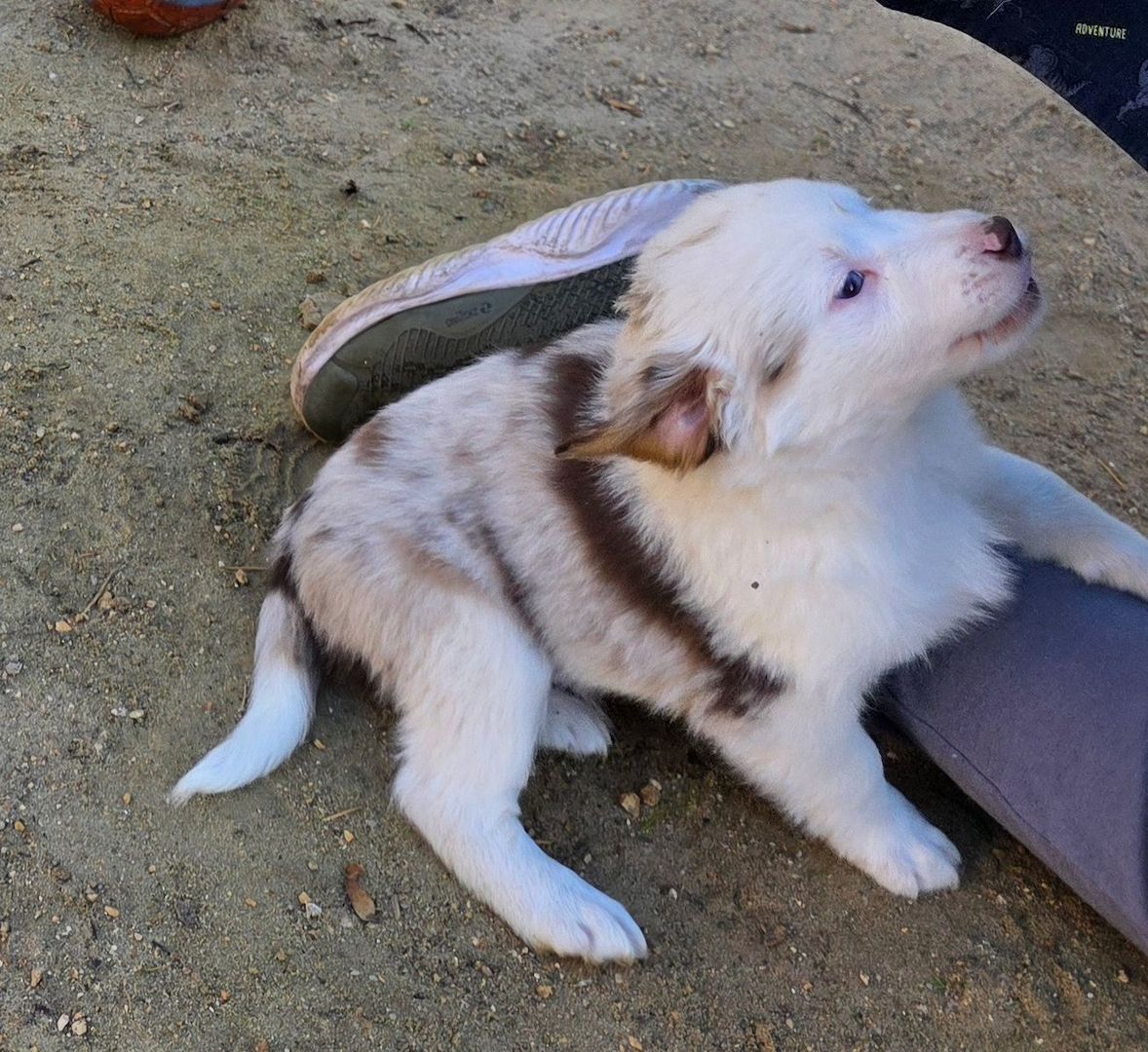 Niedliche Australian Shepherd Welpen suchen ein neues Zuhause.