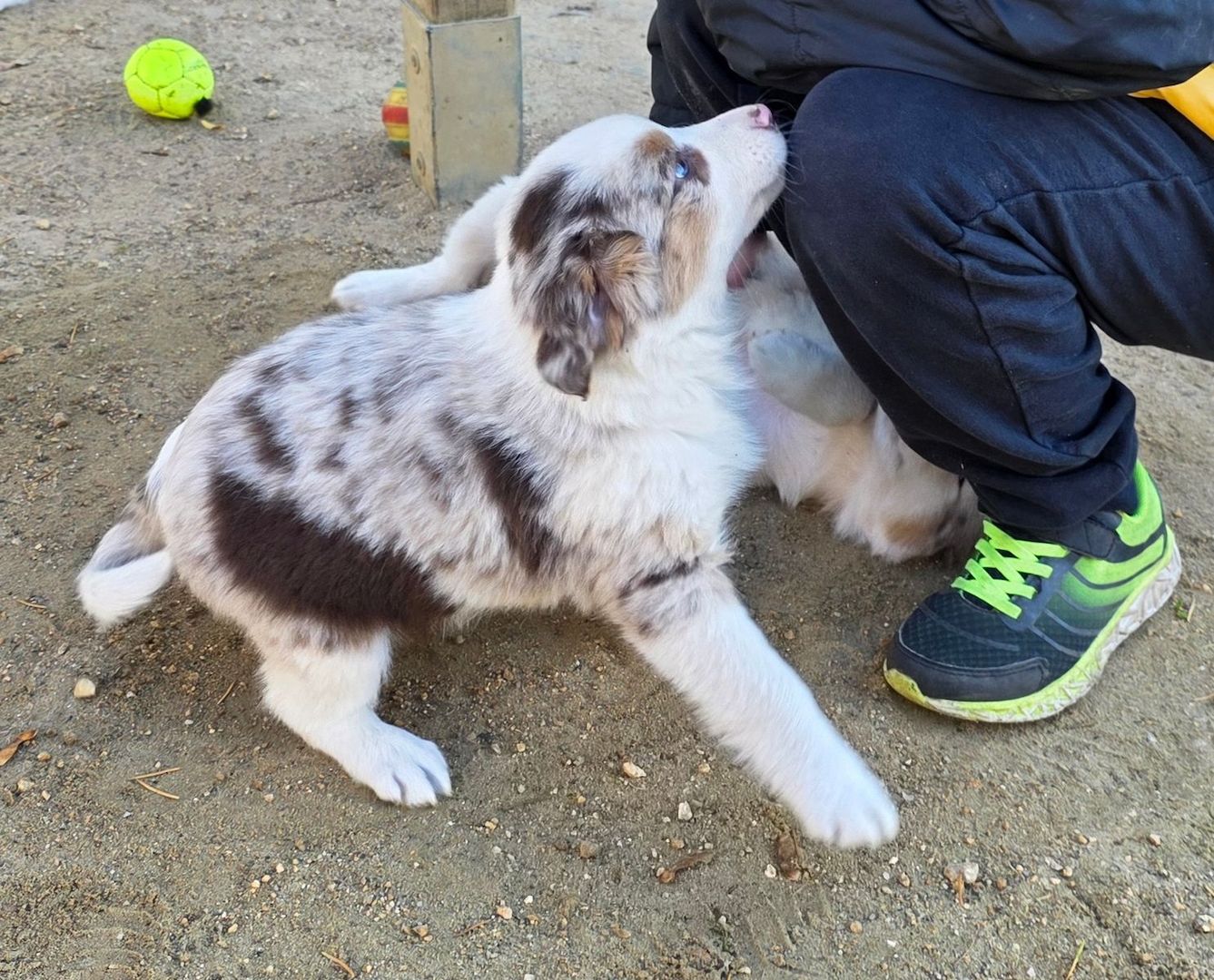 Niedliche Australian Shepherd Welpen suchen ein neues Zuhause.