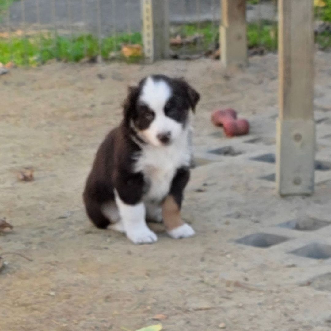Niedliche Australian Shepherd Welpen suchen ein neues Zuhause.
