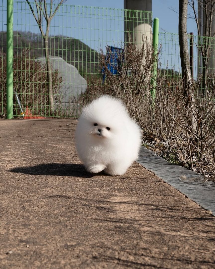 Pomeranian Spitz Welpen