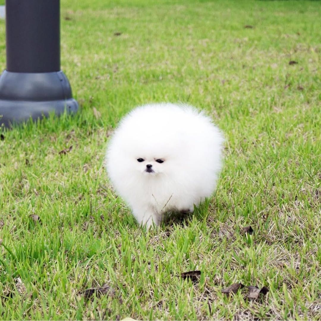 Pomeranian Spitz Welpen
