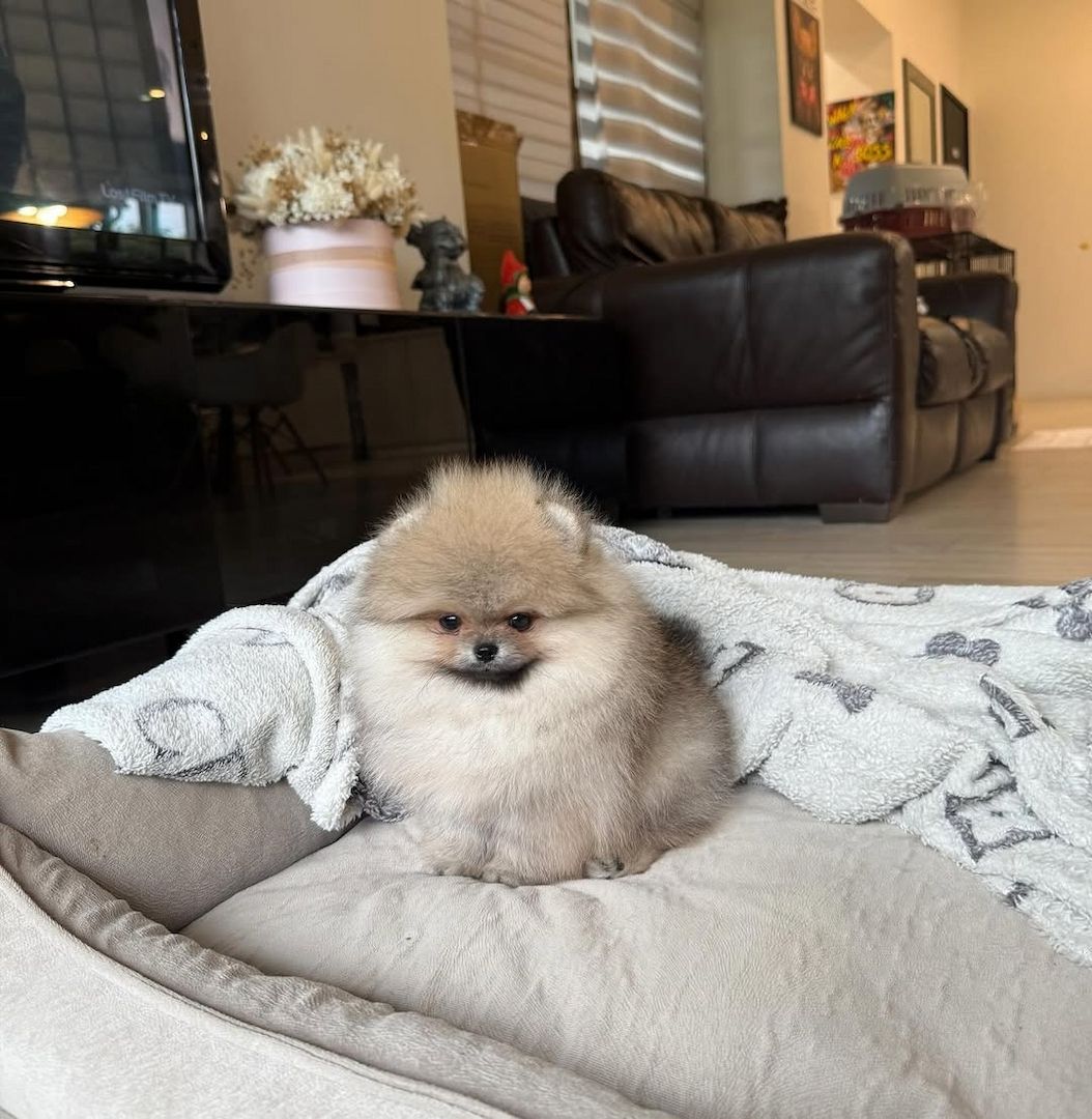 Hallo Pomeranian Welpen