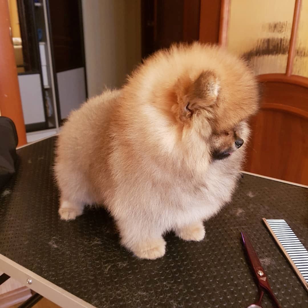 Pomeranian Spitz Welpen