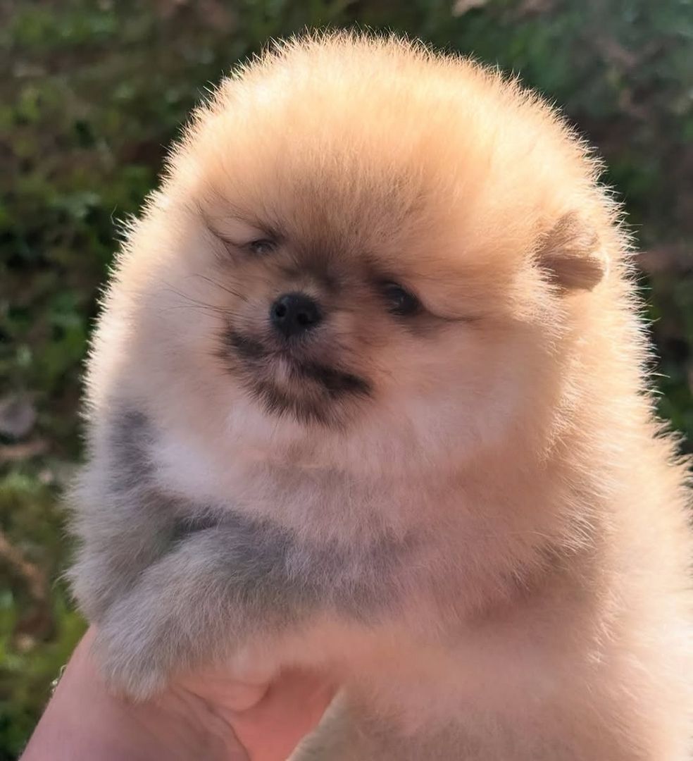 Pomeranian Spitz Welpen